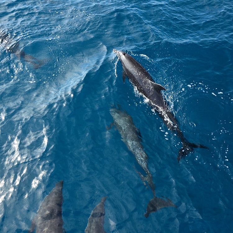 minfulfest-costa-rica-sevan-bomar